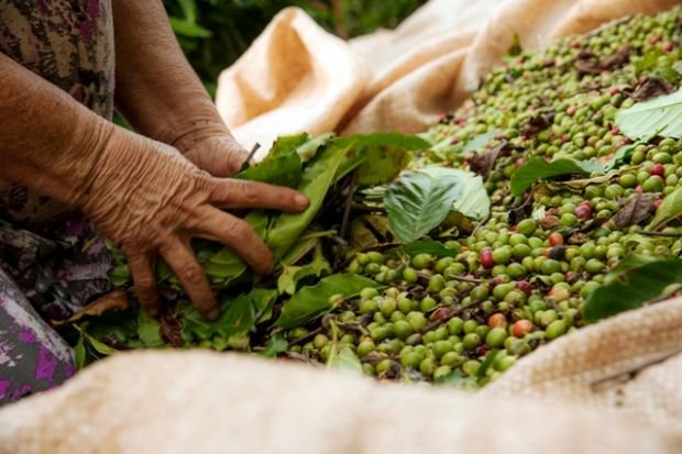 Ministério da Agricultura libera investimento de R$ 6 milhões para cultura de café em MT