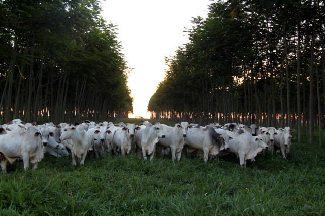 Projeto de Sistemas Integrados aumenta produtividade de propriedade em Mato Grosso