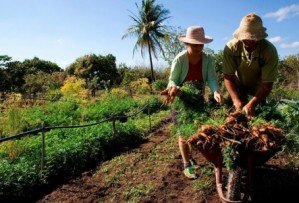 Ministério da Agricultura vai lançar aplicativo para conectar produtores rurais