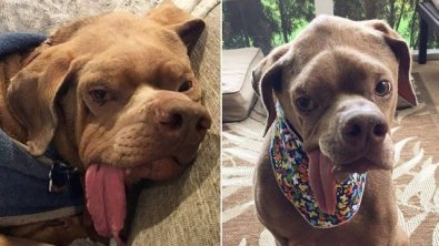 Cão é abandonado por ser feio e desdentado