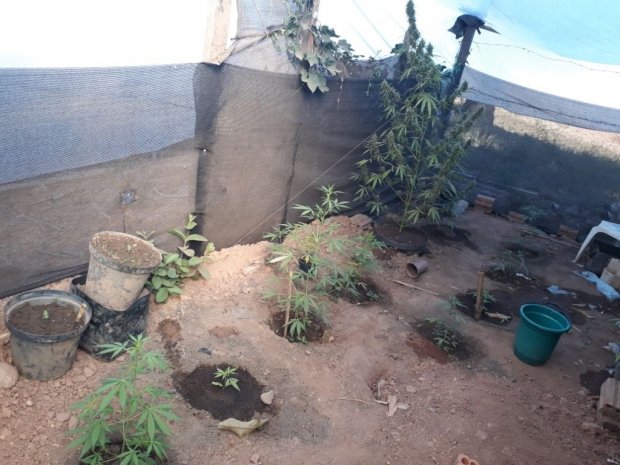 PJC prende irmãos acusados de cultivarem maconha em estufa