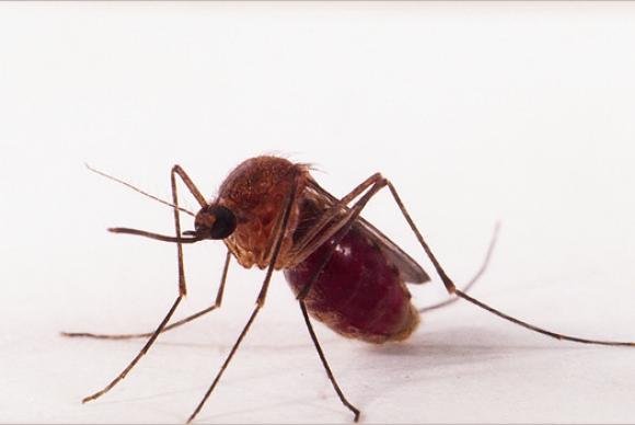 Transmissão de zika por pernilongo pode explicar incidência em algumas regiões
