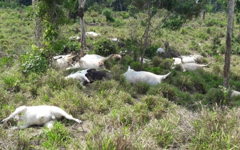 Raio mata 34 cabeças de gado em Aripuanã
