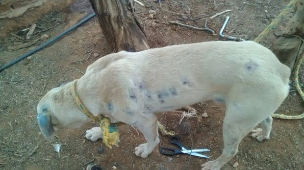 Vaqueiro já matou mais de 80 cães a tiros e com crueldade na Bahia, diz Ong
