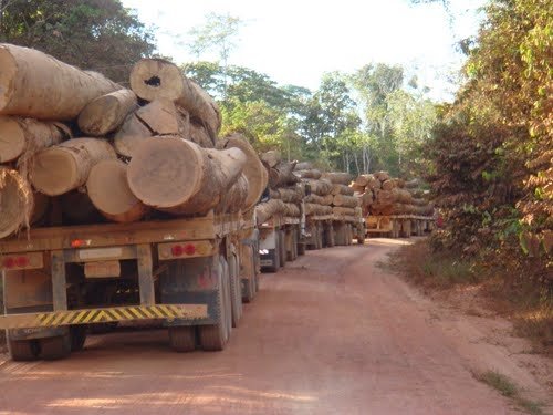 Ibama aplicou mais de R$ 45 milhões em multa por exploração florestal e transporte de madeira ilegal em Mato Grosso