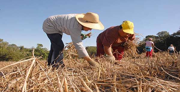 Agricultura de Mato Grosso evolui, mas ainda falta mão-de-obra capacitada