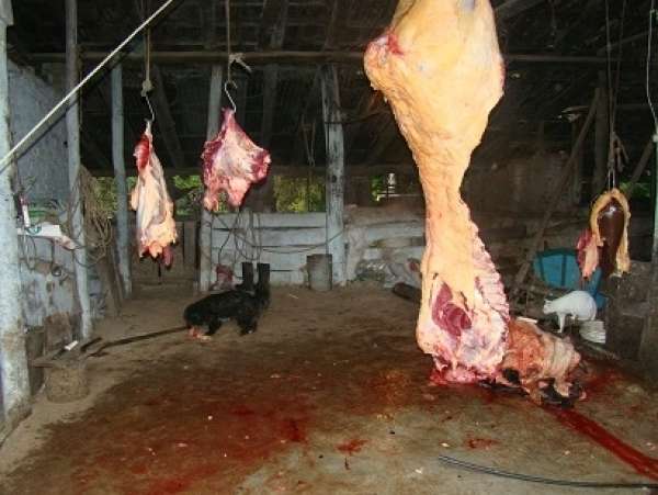 MPE fecha abatedouro e proíbe empresário vender carne clandestina