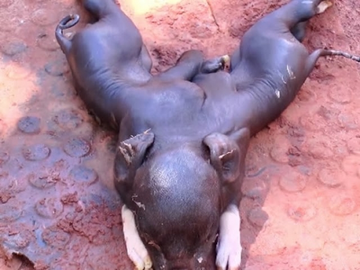 Nova Mutum - Porco nasce com dois corpos e apenas uma cabeça 