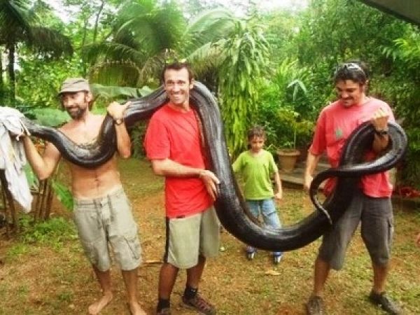 Cobra de 80 kg e mais de 5m é capturada pelo dono do cão que ela comeu