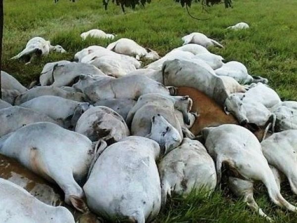 Raio atinge fazenda na região de Três Lagoas e mata 68 cabeças de gado