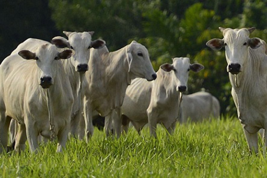 Preço da arroba do boi despenca em MT após caso atípico de vaca louca