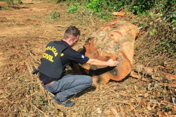 Polícia Civil combate extração ilegal de madeira e prende suspeito em MT
