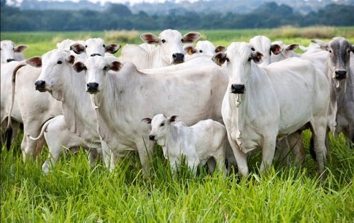 Abates suspensos em frigoríficos de Mato Grosso derrubam arroba do boi gordo em 10,6% ante 2016