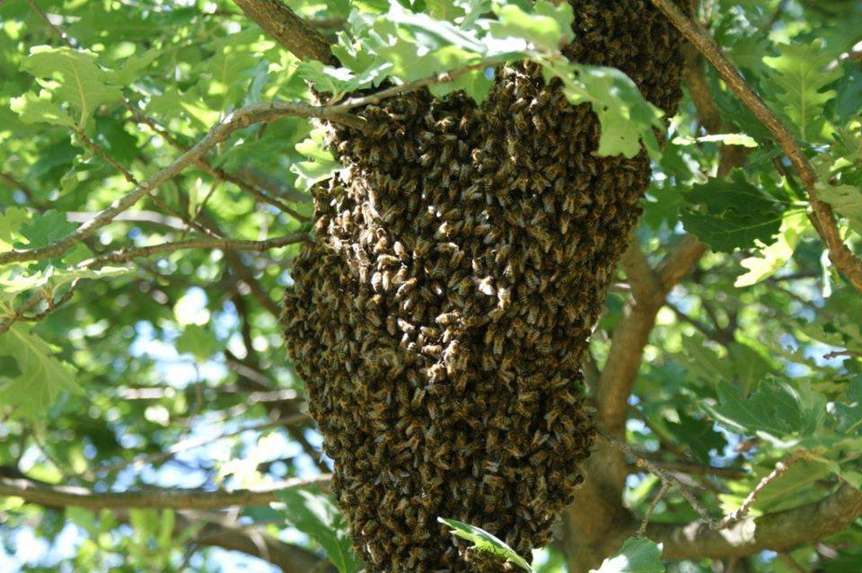 Idoso morre após sofrer ataque de abelhas na área rural de Aripuanã
