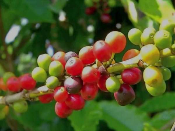 Projeto quer incentivar aumento na produção de café em Colniza-MT e região