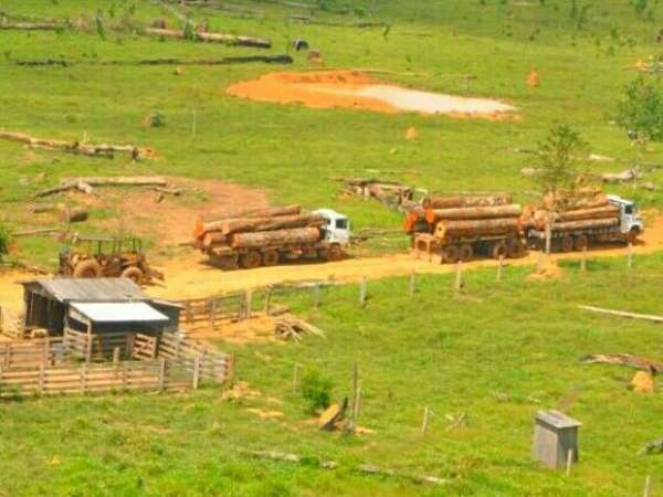 Colniza/MT: Operação ‘Mata Verde’ apreende madeira ilegal