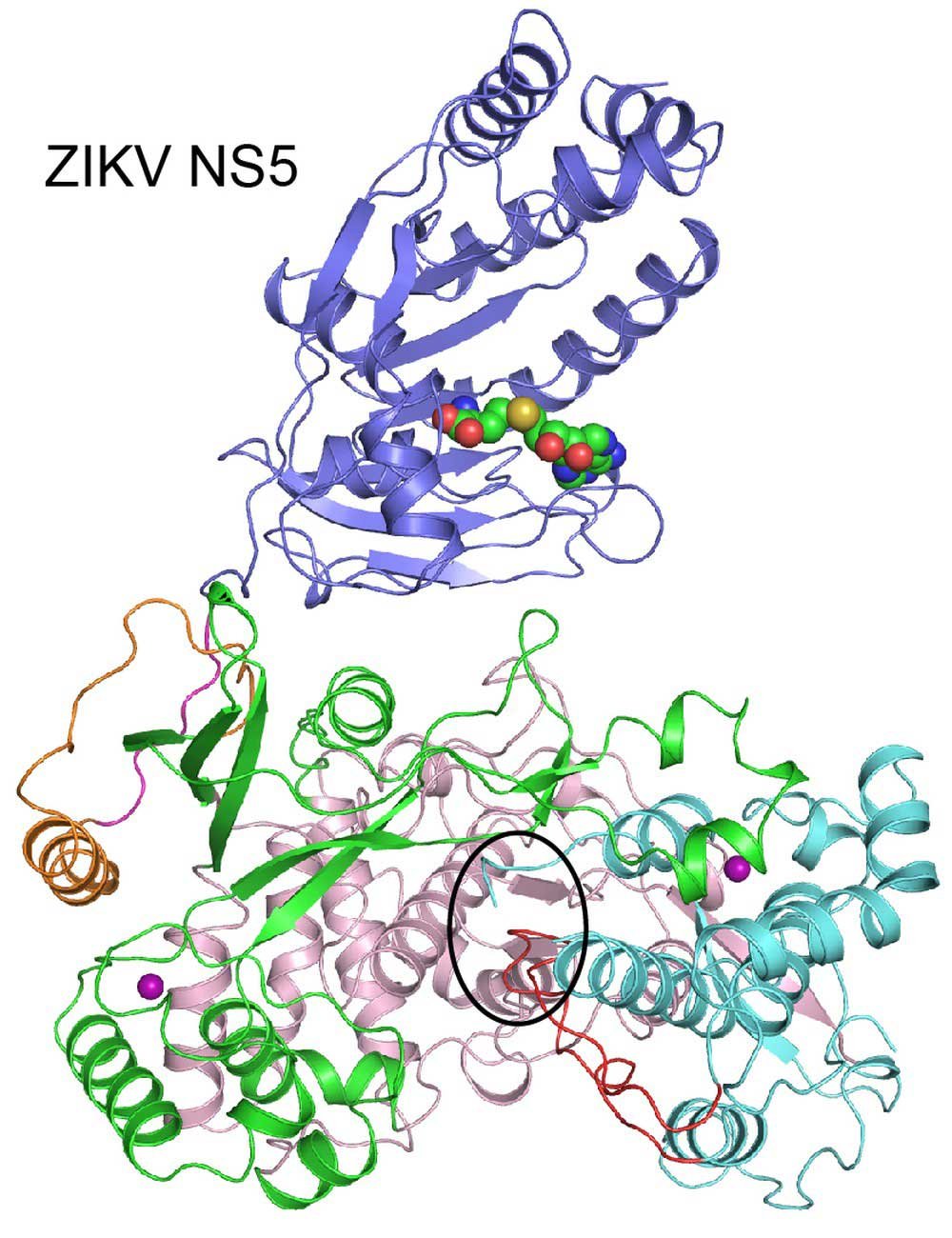 Cientistas desenham estrutura de proteína chave do vírus da zika