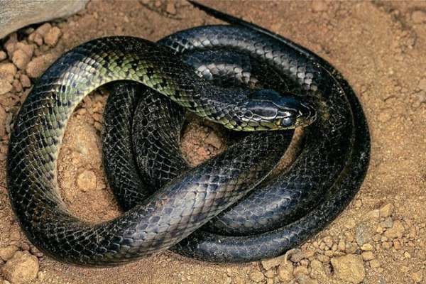 Livro sobre serpentes do Cerrado alerta para perigos de extinção