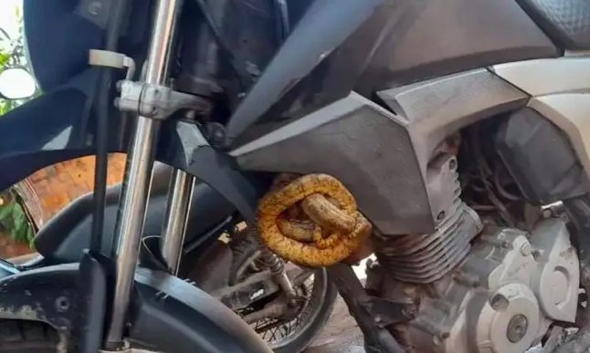 Homem viaja 40 quilômetros com jararaca escondida em moto no Pará