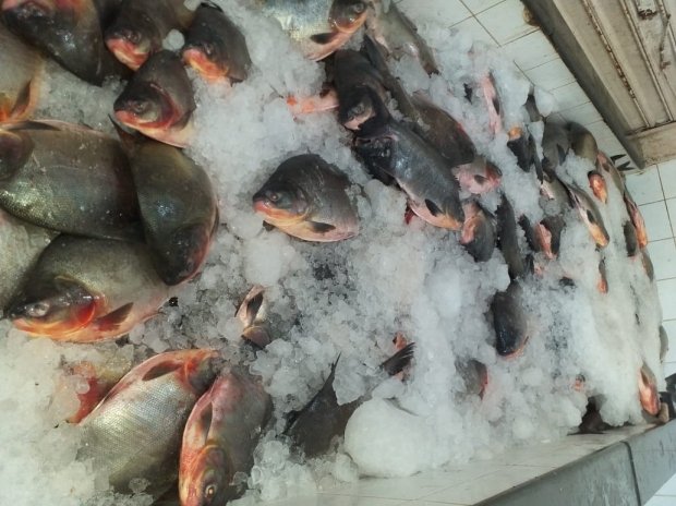 Mais de 3,5 toneladas de peixes são apreendidas em frigorífico clandestino