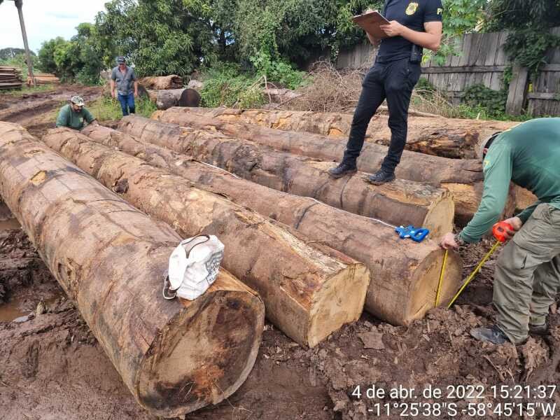 Polícia Federal prende empresário com madeiras retiradas da terra indígena