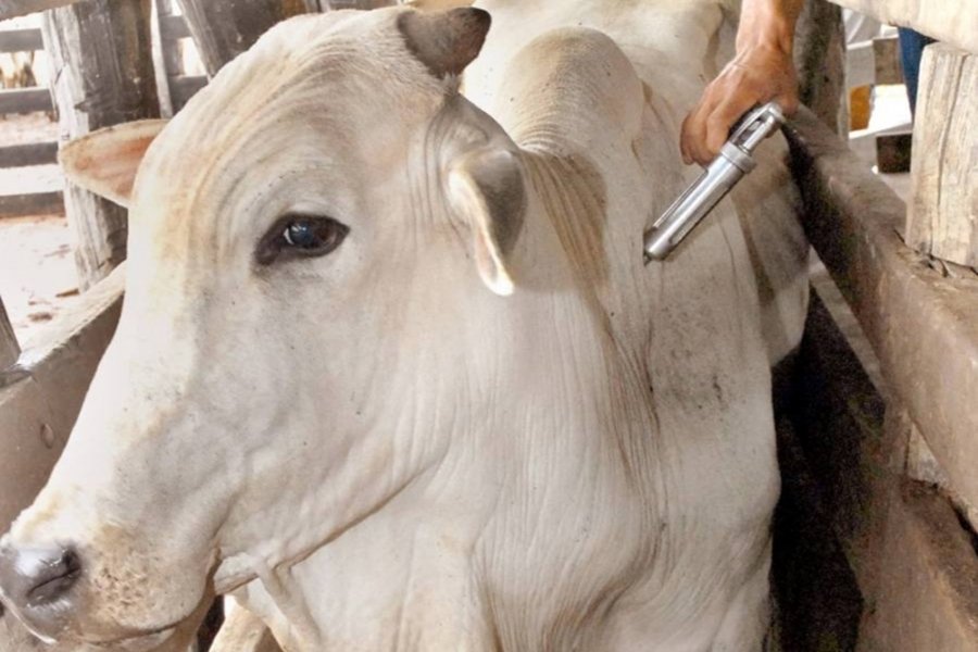 Mato Grosso vacina 99,67% do rebanho de bovinos e bubalinos contra febre aftosa