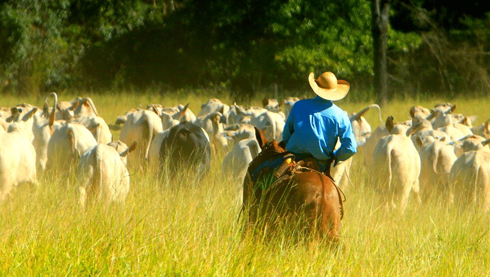 MT possui o maior rebanho bovino do país pelo sexto ano consecutivo