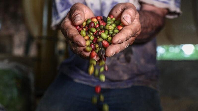 Produção de café tem aumento de 102% em quatro anos no Mato Grosso
