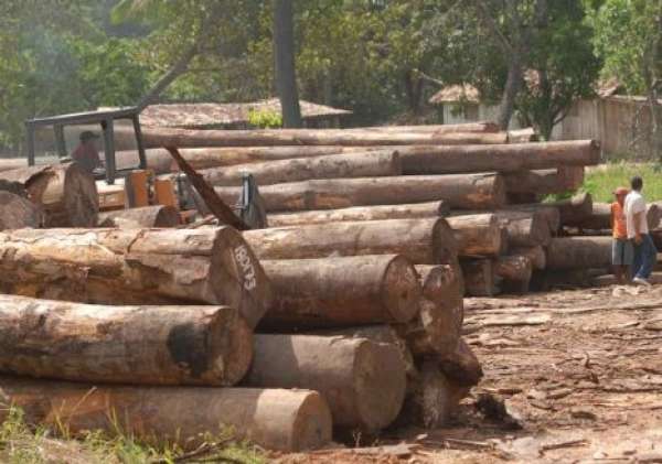 Polícia Civil investiga 24 madeireiras suspeitas de esquentar produtos florestais