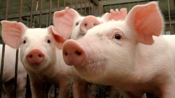 MT tem menor custo na produção de suínos, aponta estudo da InterPIG
