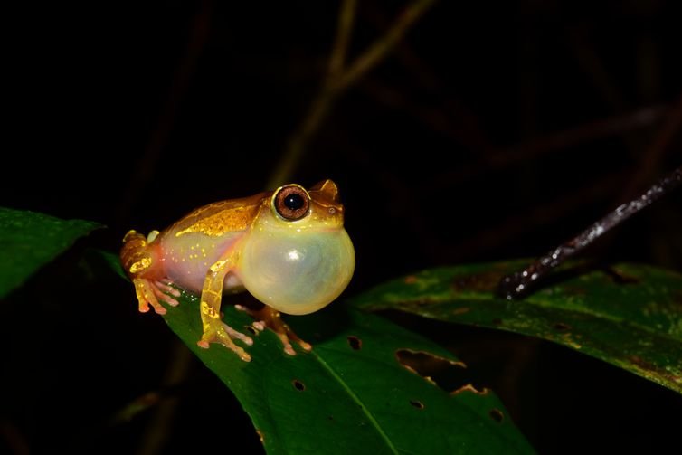 Expedições à Amazônia identificam 12 novas espécies de animais