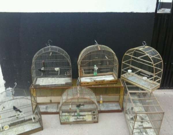 Sorriso: Homem é detido com gaiolas de pássaros silvestres