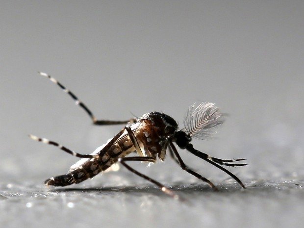 MT deverá receber R$ 3 milhões para combate à dengue e vírus da zika