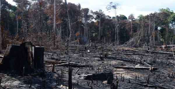 Em 16 anos, desmatamento da Amazônia Legal foi quase o tamanho de SP