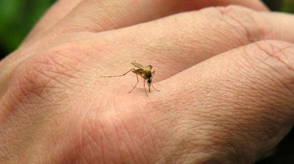 Cidades recebem R$ 20 mi e têm que cumprir metas de combate ao Aedes