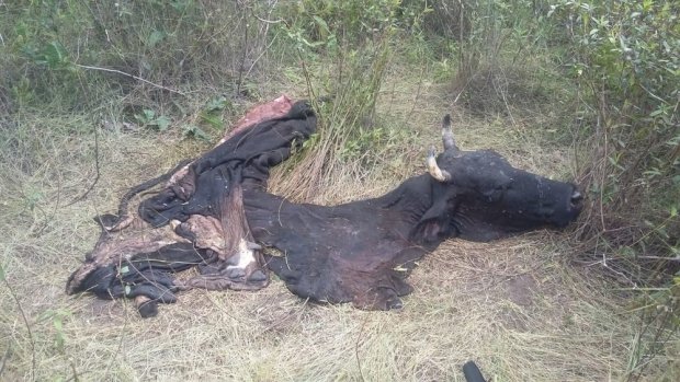 Polícia Civil investiga furto de 20 cabeças de gado em fazenda; Funcionários são suspeitos