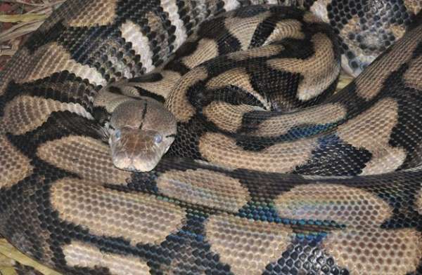 Cientistas desvendam segredo das cobras para deslizar sobre o chão