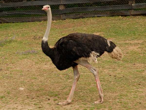 Homem morre vítima de ataque de avestruz