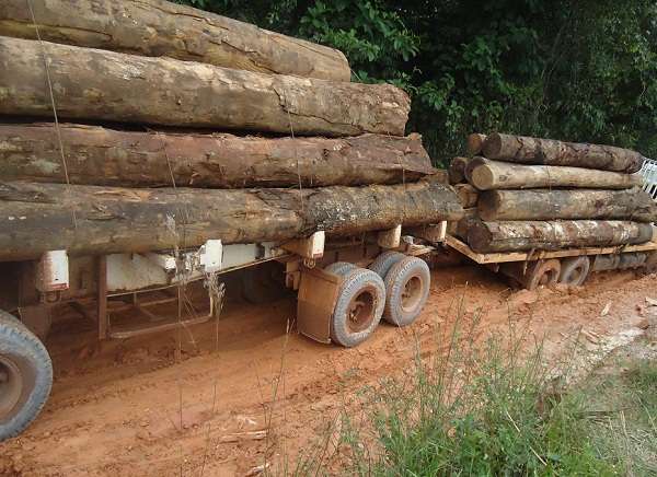 Metade da produção de madeira é ilegal