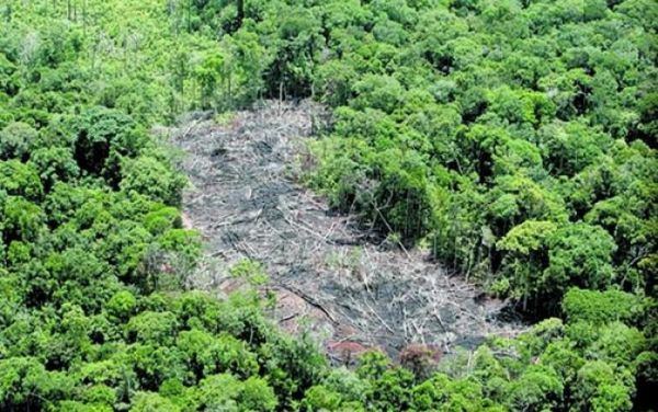Amazonas perde 562 km² de floresta em 2013, aponta Inpe