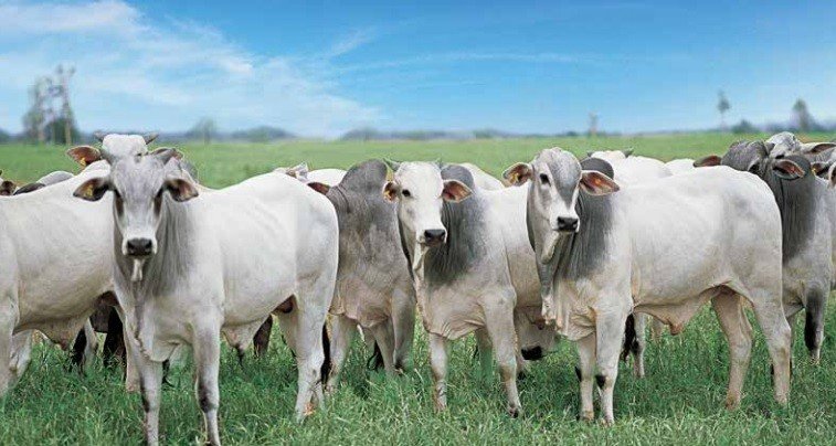 Custos da produção de bovinos caem em Mato Grosso