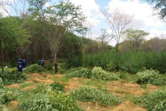 Polícia Federal destrói 48 mil pés de maconha no sertão pernambucano