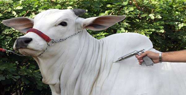 Em Colniza “INDEA” comprova vacinação de 99% de bovinos