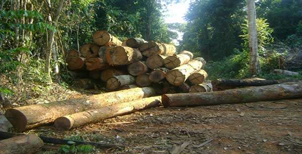 Sema apreende madeira e máquinas em desmatamento em MT