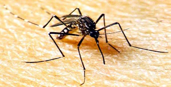 Em um ano, casos de dengue aumentam 132% em MT; 79 cidades apresentam alta incidência
