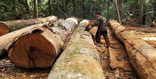 Fiscalização ambiental interrompe furto de madeira em Terras Indígenas de MT