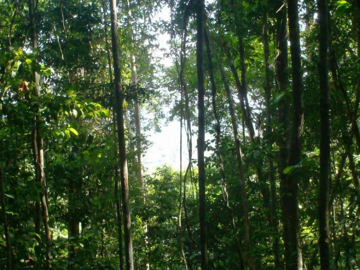 Assembleia aprova projeto que autoriza manejo florestal com Cadastro Rural