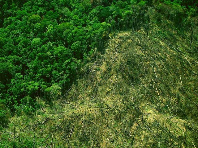 Cinco Unidades de Conservação no Amazonas podem ter área reduzida