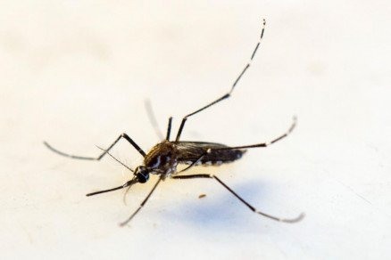 Pesquisa detecta vírus em novo tipo de mosquito