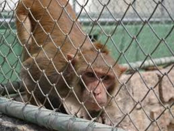 Macacos imunizados com vacina anti-HIV brasileira passam por testes